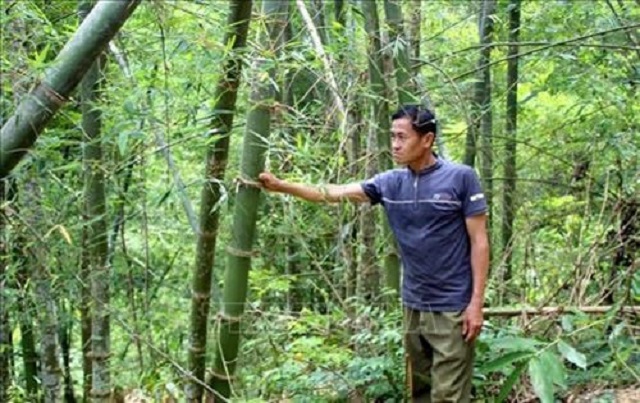 Nông dân vùng cao Thanh Hóa ổn định cuộc sống với cây trồng truyền thống