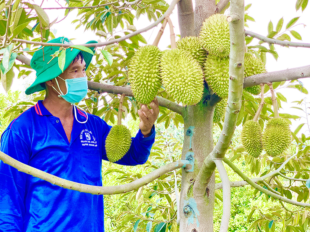 Nguy cơ dừng xuất khẩu toàn ngành hàng nếu vi phạm mã số vùng trồng