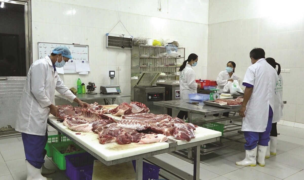 Khó khăn bủa vây HTX chăn nuôi theo chuỗi