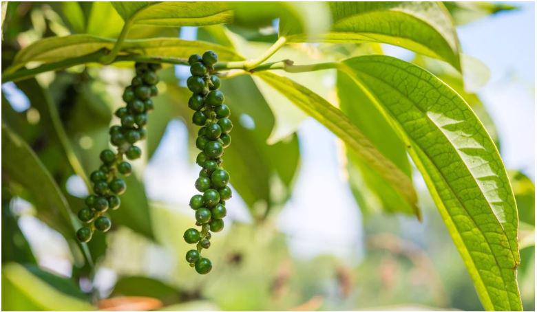 Giá tiêu ổn định ở mức 67.000 đồng/kg trong 'cuộc chiến' mua - giữ giữa thương lái và nông dân