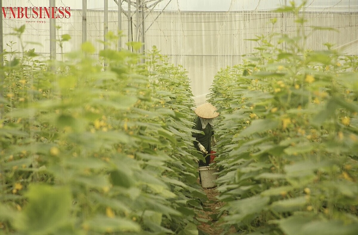 Nông nghiệp thông minh ở HTX rau sạch Yên Dũng