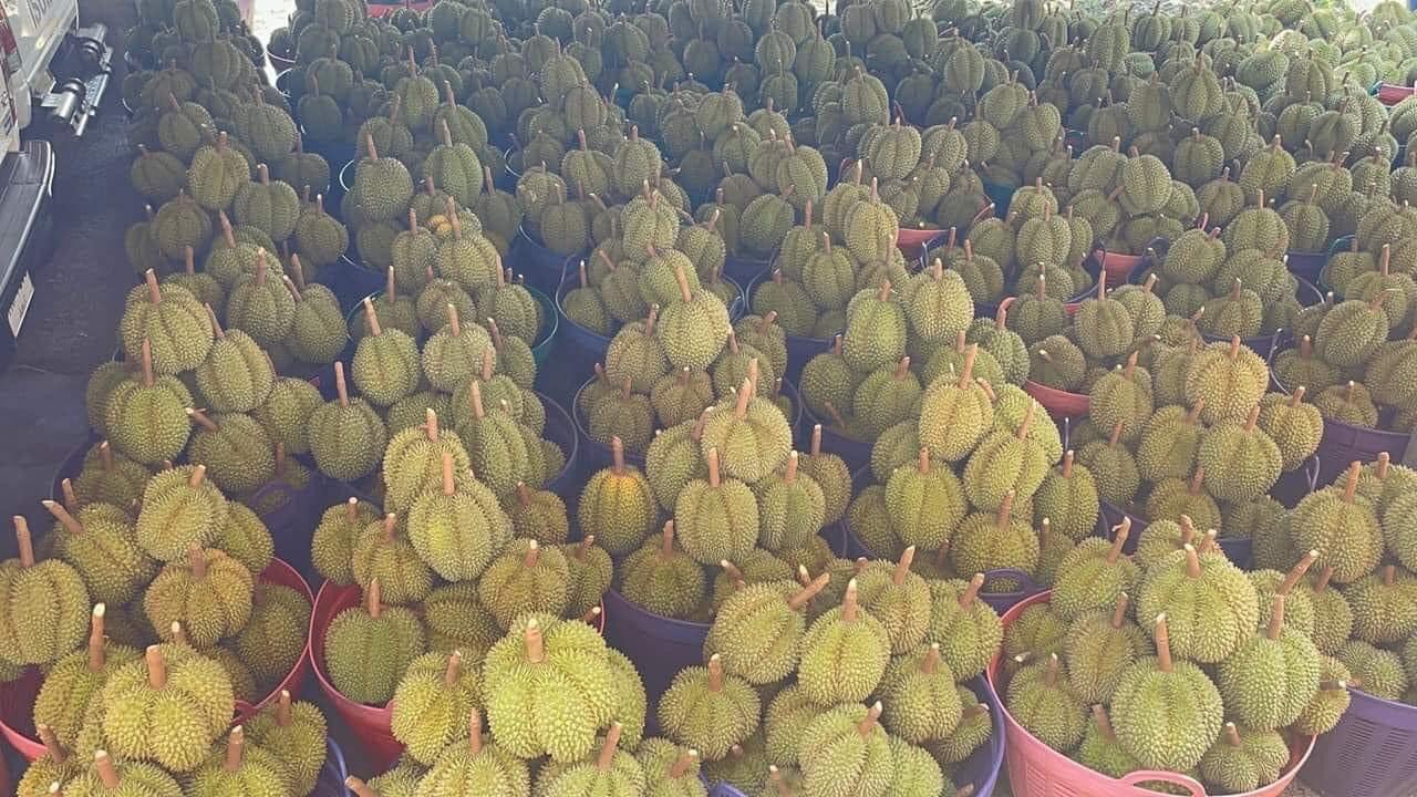 Tạo bước đột phá cho HTX xuất khẩu sầu riêng