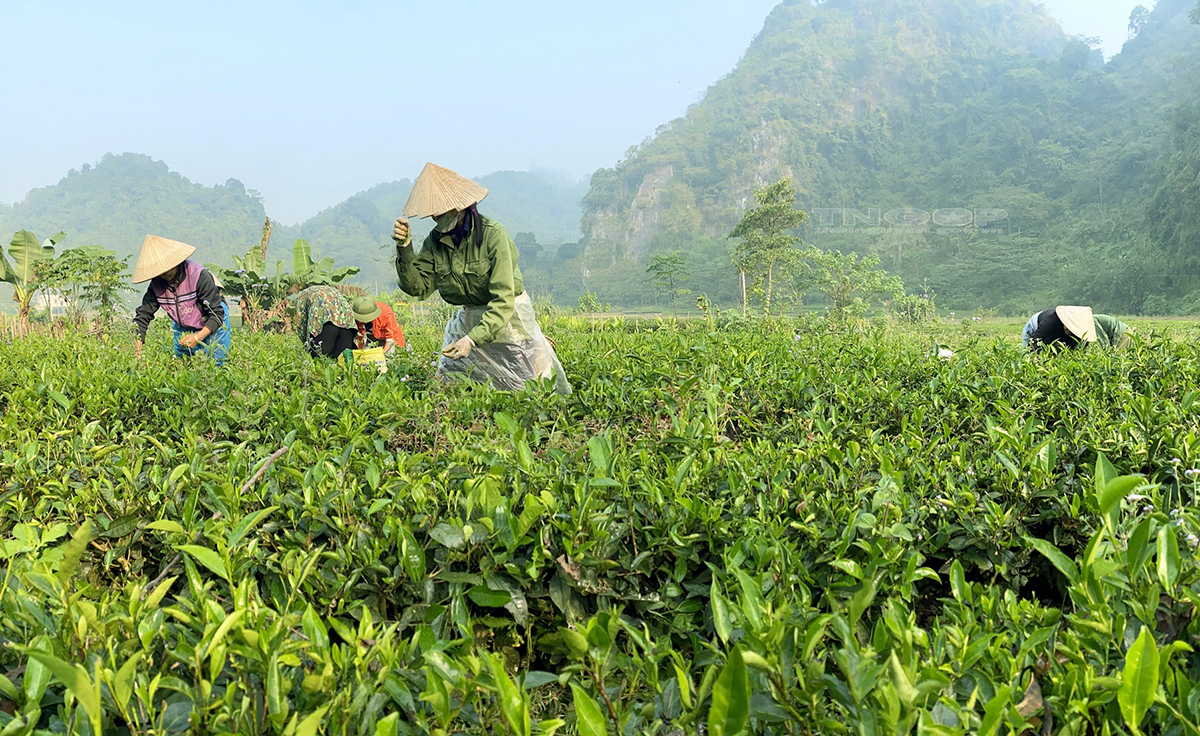 Trồng chè sinh thái 'hái ra tiền'