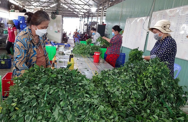 Tổ hợp tác vùng cao góp phần ổn định đời sống hộ thành viên