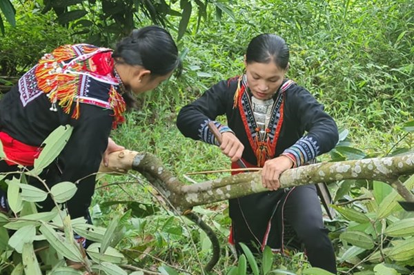 Hết cảnh ‘ăn đong từng bữa’, nhiều nông dân Bắc Hà thành triệu phú nhờ trồng loại cây này