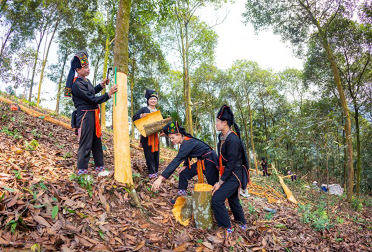 Nông dân trồng quế bán khắp Á - Âu