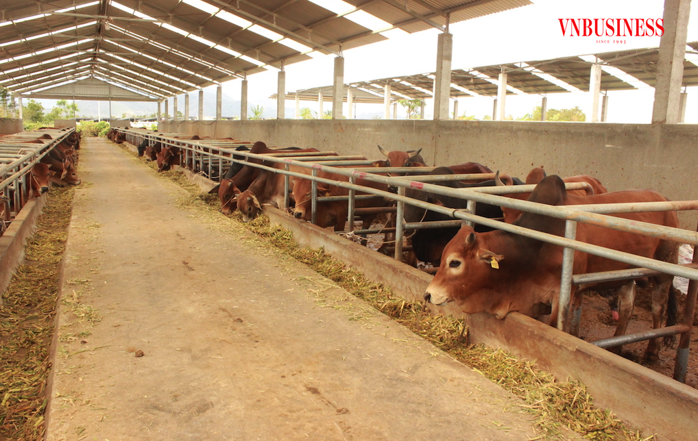 Nông dân Ba Tri kỳ vọng vào những HTX kiểu mới giúp thoát nghèo