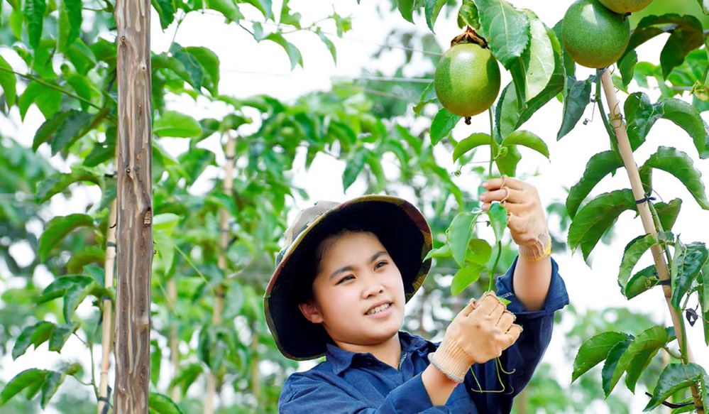 Chuỗi liên kết chanh dây giúp bà con nông dân vươn lên làm giàu