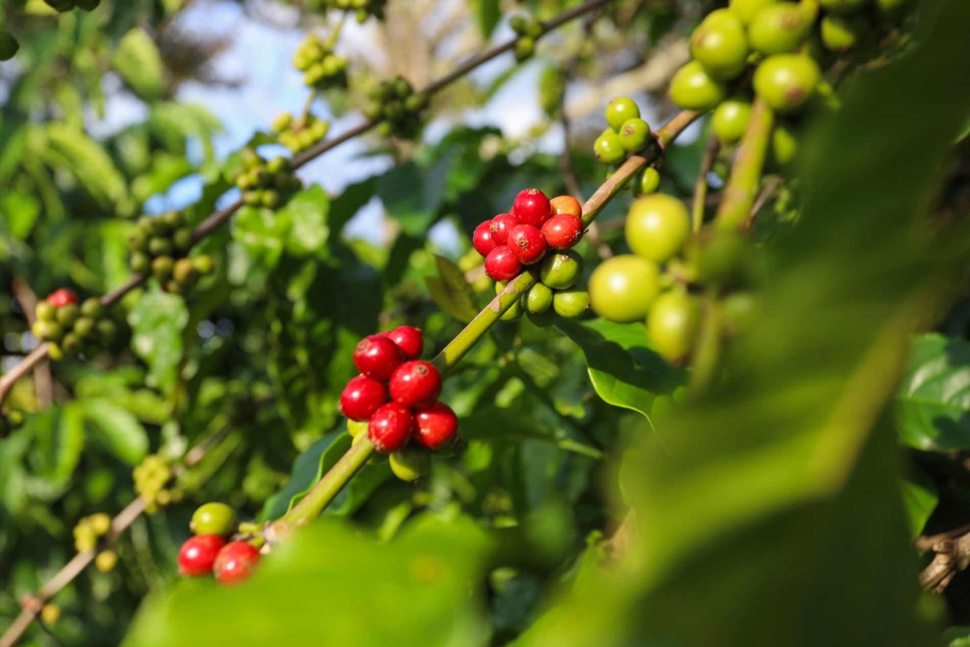 Giá cà phê giữ mốc 52.500 đồng/kg