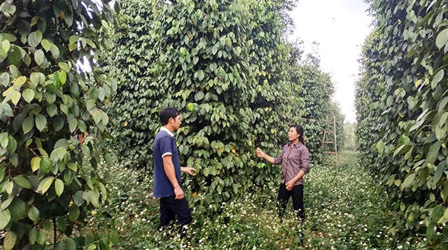 Nông dân Đắk Nông thu ‘vàng’ từ canh tác xanh