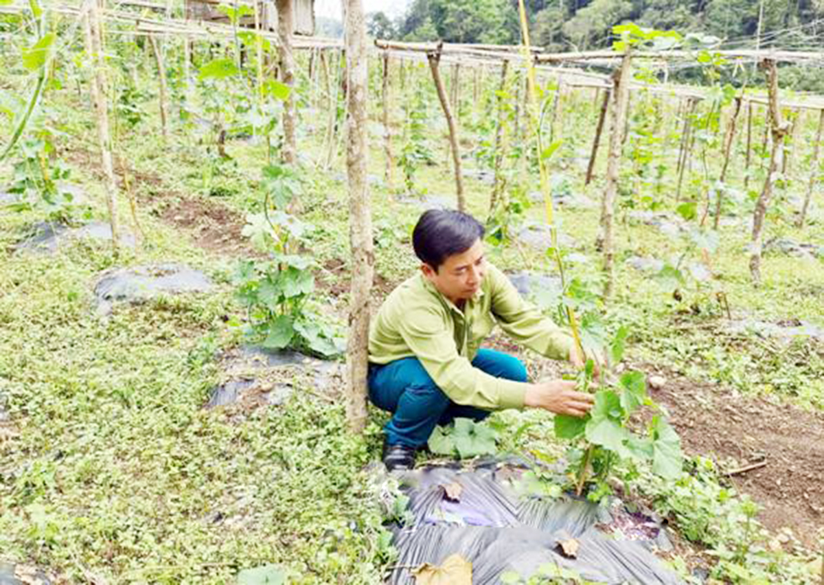 Làm giàu từ nuôi ngựa, trồng rau trái mùa trên 'vùng đất khó' Khau Tinh