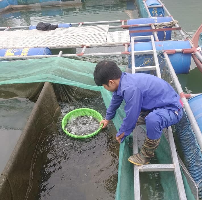 Giàu lên nhờ nuôi cá lăng hữu cơ trên hồ Núi Cốc