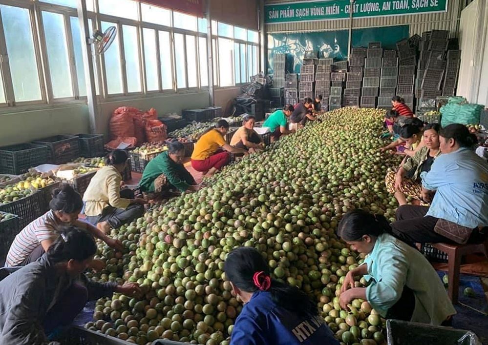 ‘Đầu tàu’ trong hành trình giảm nghèo ở Bảo Lâm