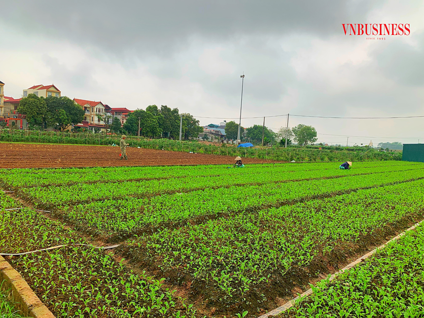 RAU NGÓT RỪNG rau sắng giá cao vẫn hút khách  Mô hình trồng rau ngót  rừng giống tại Vĩnh Phúc  YouTube