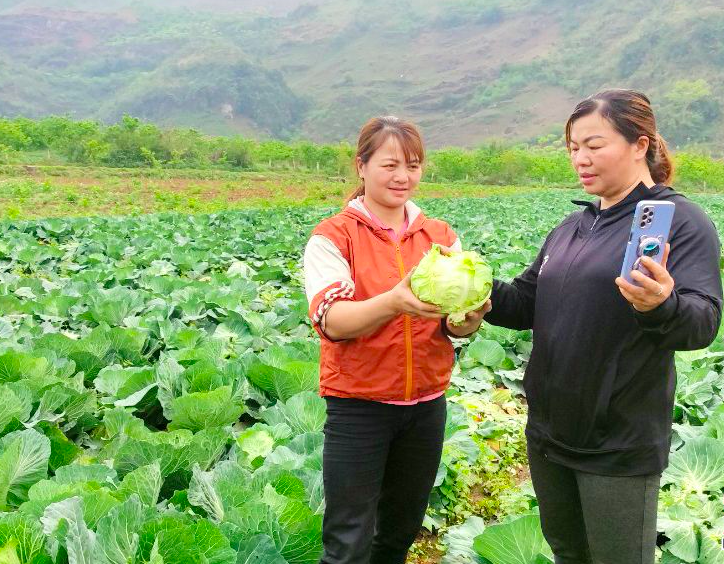 Đưa nông sản lên sàn thương mại điện tử, HTX không lo đầu ra
