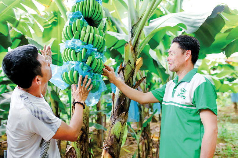 Trồng giống chuối ‘tiến vua’, nông dân bỏ túi 300 triệu đồng/ha