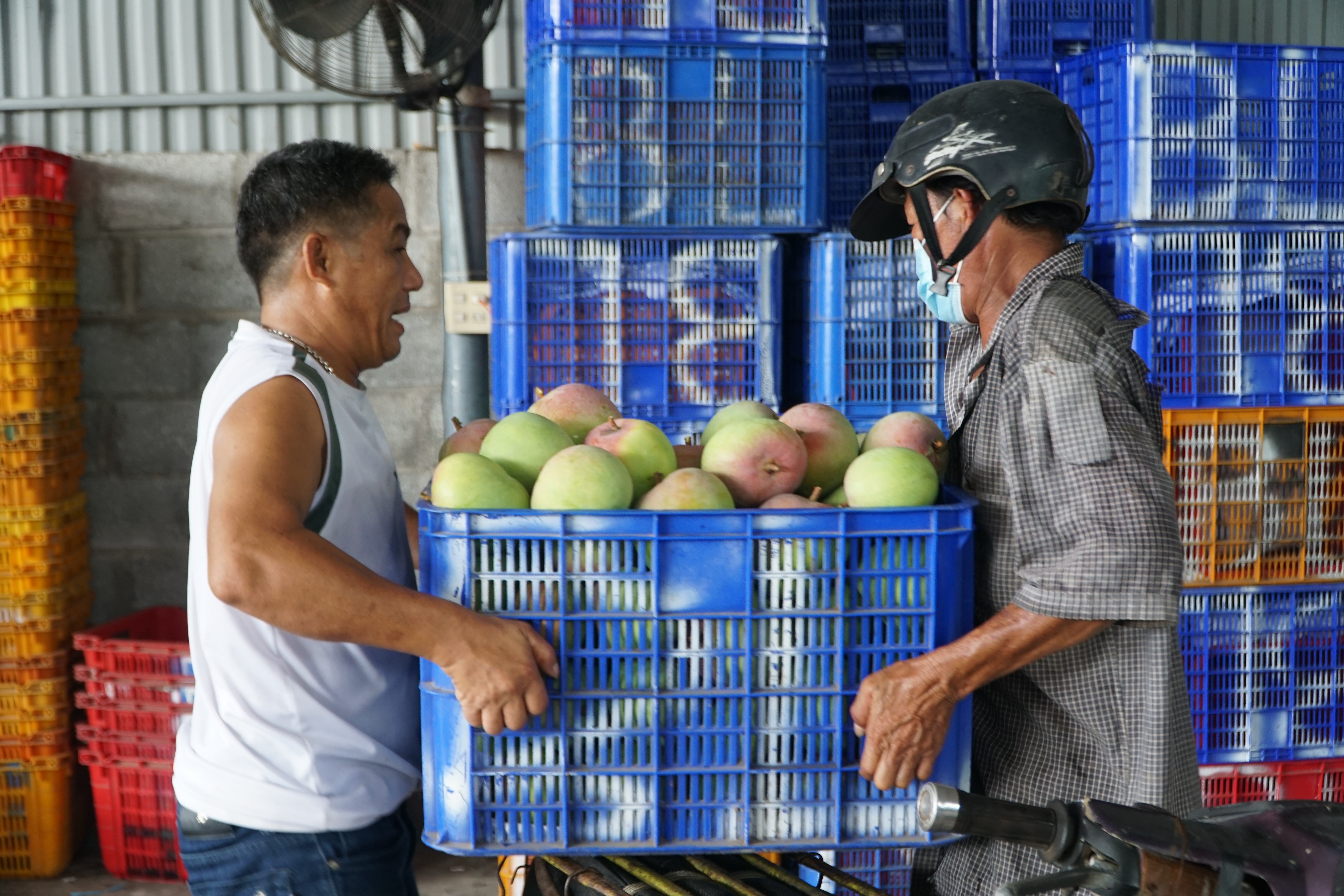 Tìm hướng đi đột phá cho HTX trồng xoài