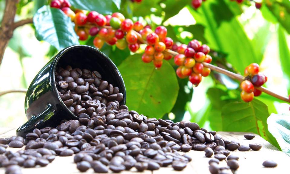 Giá cà phê gần chạm mốc 54.500 đồng/kg