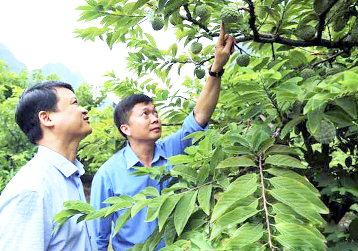 Những mô hình nông nghiệp 'hái ra tiền' ở Chi Lăng