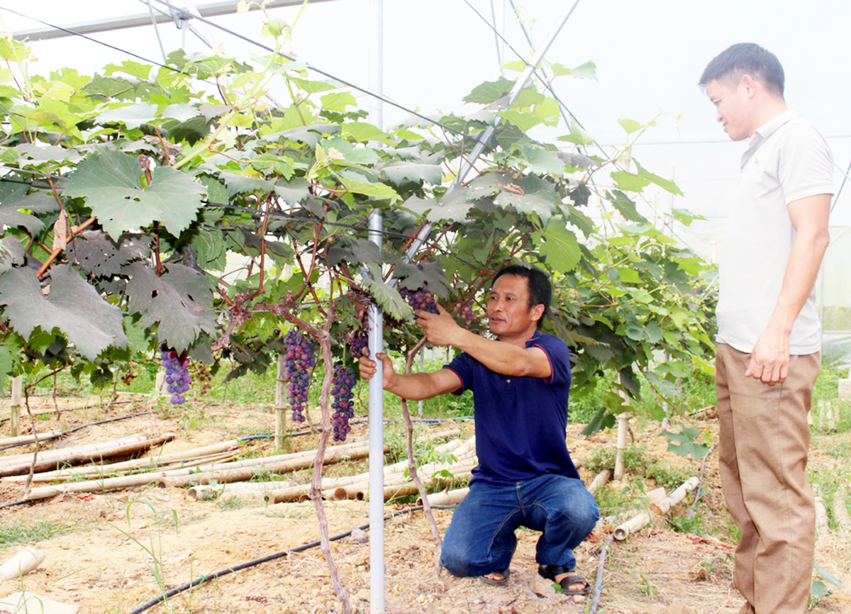 Những người dân tộc thiểu số tiên phong làm giàu ở vùng cao Sơn Động