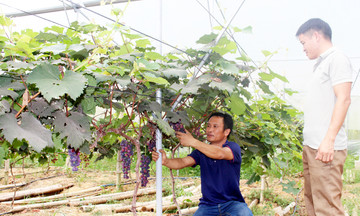 Những người dân tộc thiểu số tiên phong làm giàu ở vùng cao Sơn Động
