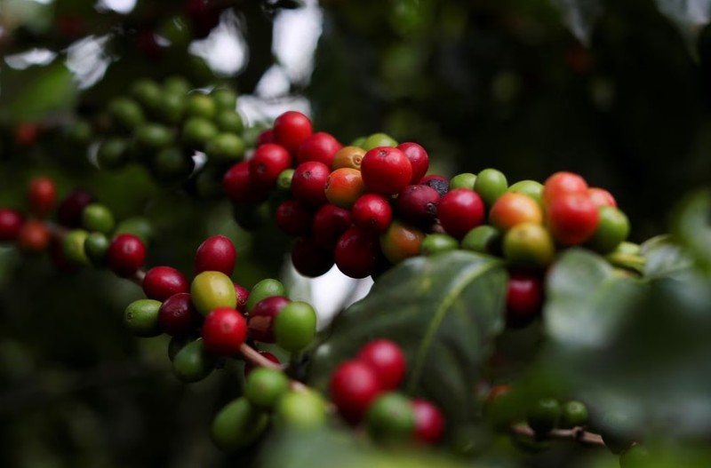 Giá cà phê vượt mốc 56.000 đồng/kg