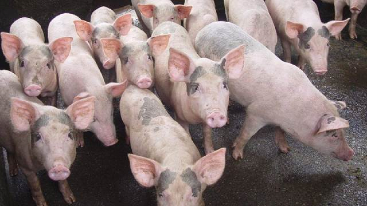 Giá heo hơi đã đi qua 'đáy', kỳ vọng lên 65.000 đồng/kg