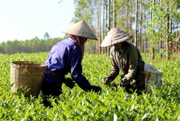 Kỷ niệm Ngày Chè thế giới 21/5: HTX chè đầu tiên ở Việt Nam có từ bao giờ?