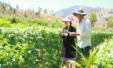 Những mô hình liên kết làm giàu ở Kon Rẫy