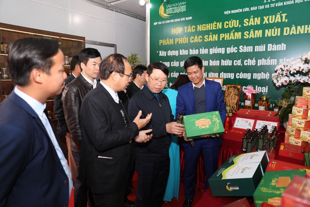 Phát triển bền vững từ loài sâm ‘tiến vua’ núi Dành