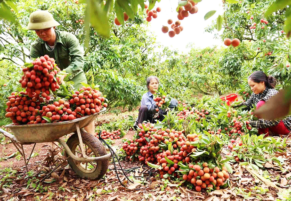 HTX dự phần bao nhiêu trong mục tiêu 4 tỷ USD xuất khẩu rau quả?