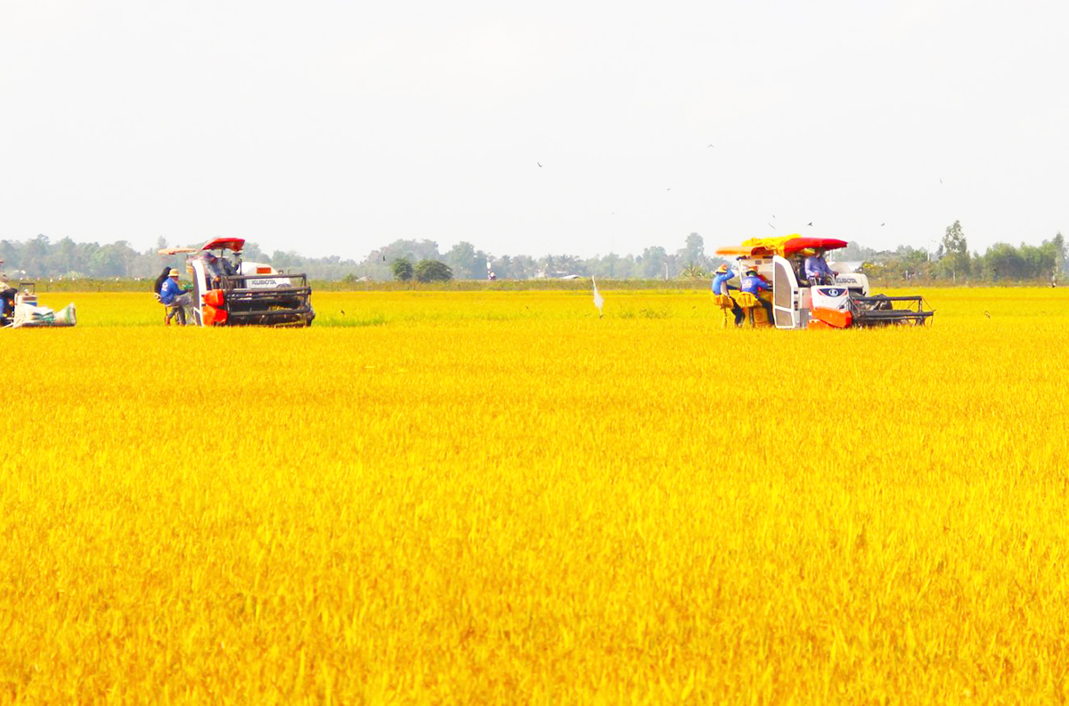 Sản xuất hiện đại, nông dân Long An gặt lúa 'vàng'