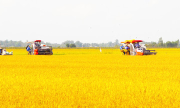 Sản xuất hiện đại, nông dân Long An gặt lúa &#039;vàng&#039;