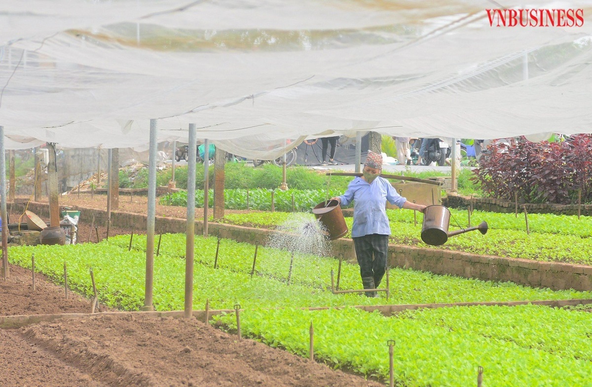 HTX nông nghiệp thích ứng với quá trình đô thị hóa