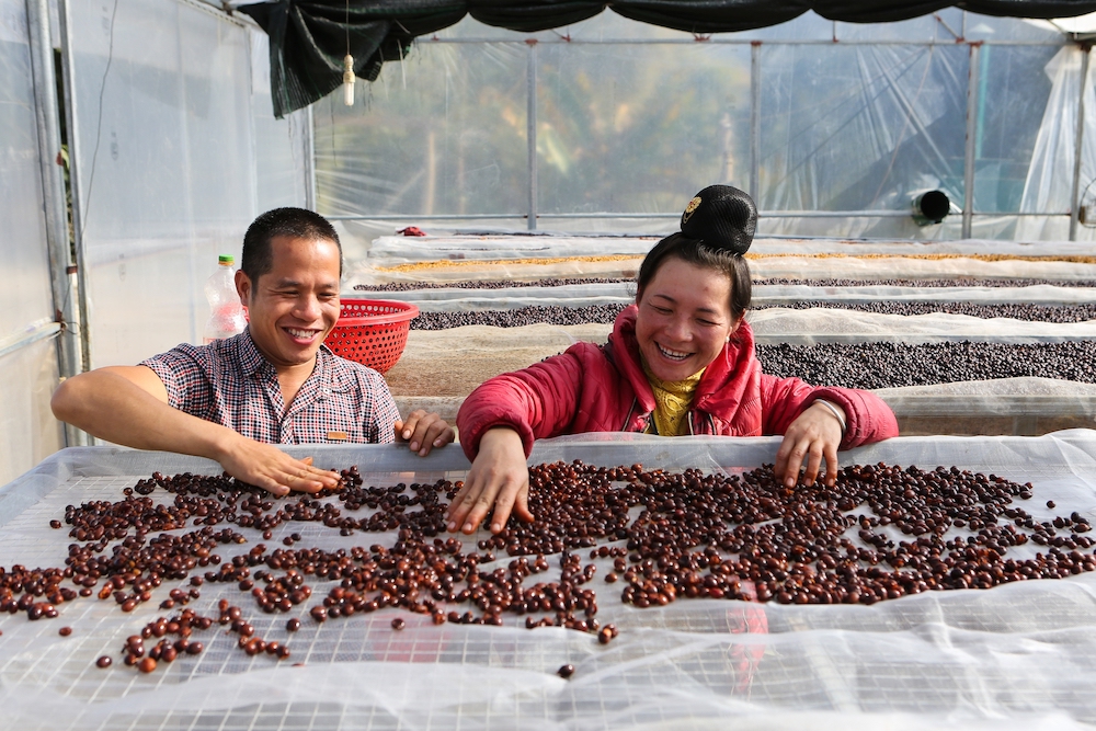 Nâng tầm cà phê Arabica của người Thái lên hàng đặc sản