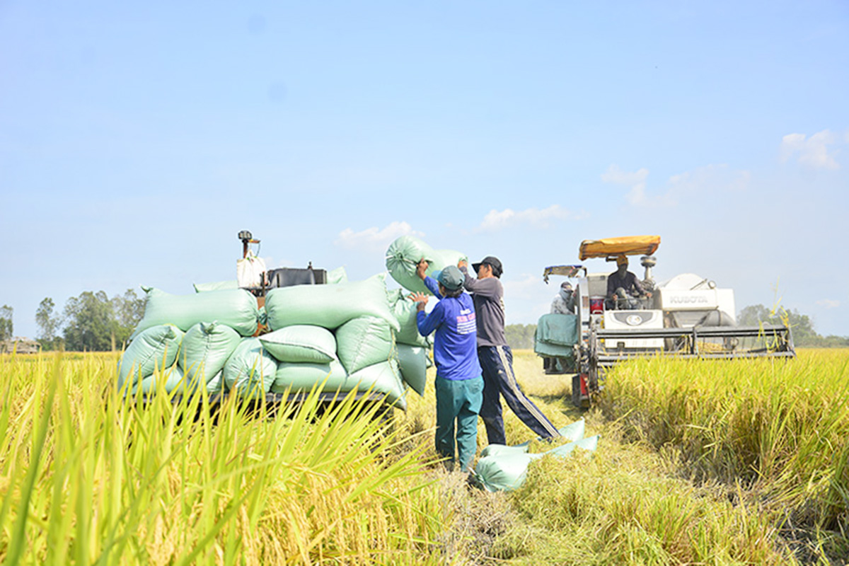 Nông nghiệp 'nở hoa' trong vùng dân tộc thiểu số ở Giồng Riềng