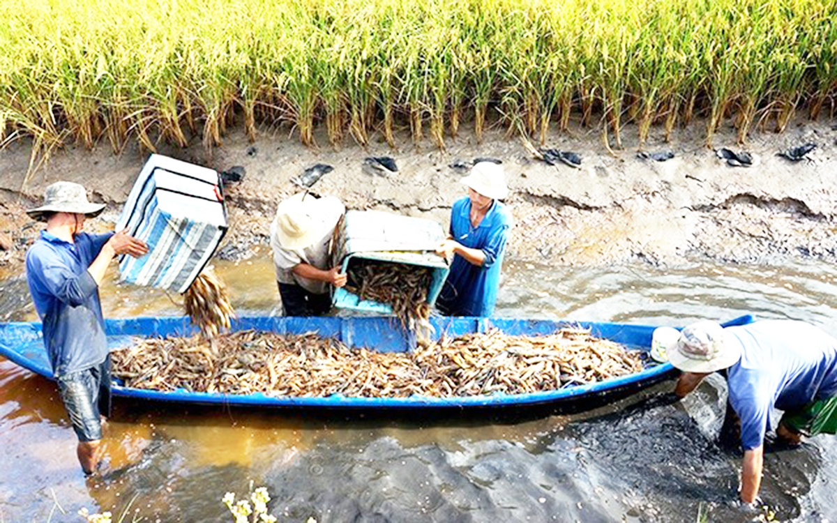 Trồng lúa hữu cơ, trúng thêm con tôm đồng