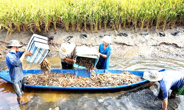 Trồng lúa hữu cơ, trúng thêm con tôm đồng