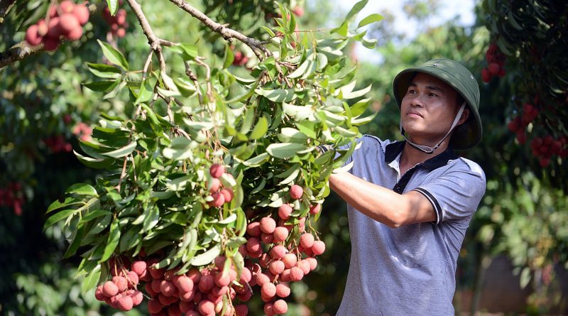 Không để nông dân, HTX phải 'bơ vơ' trong tìm đầu ra cho nông sản