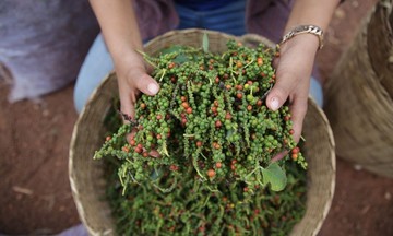 Hạt tiêu Việt Nam có thêm đối thủ mới ở thị trường Trung Quốc