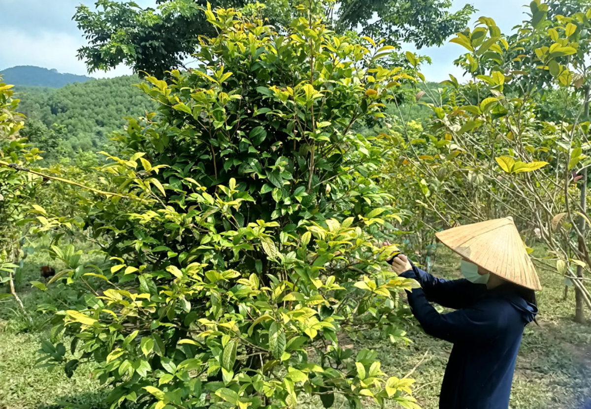 Đổi mới tư duy, nông dân Ba Chẽ vươn lên làm giàu