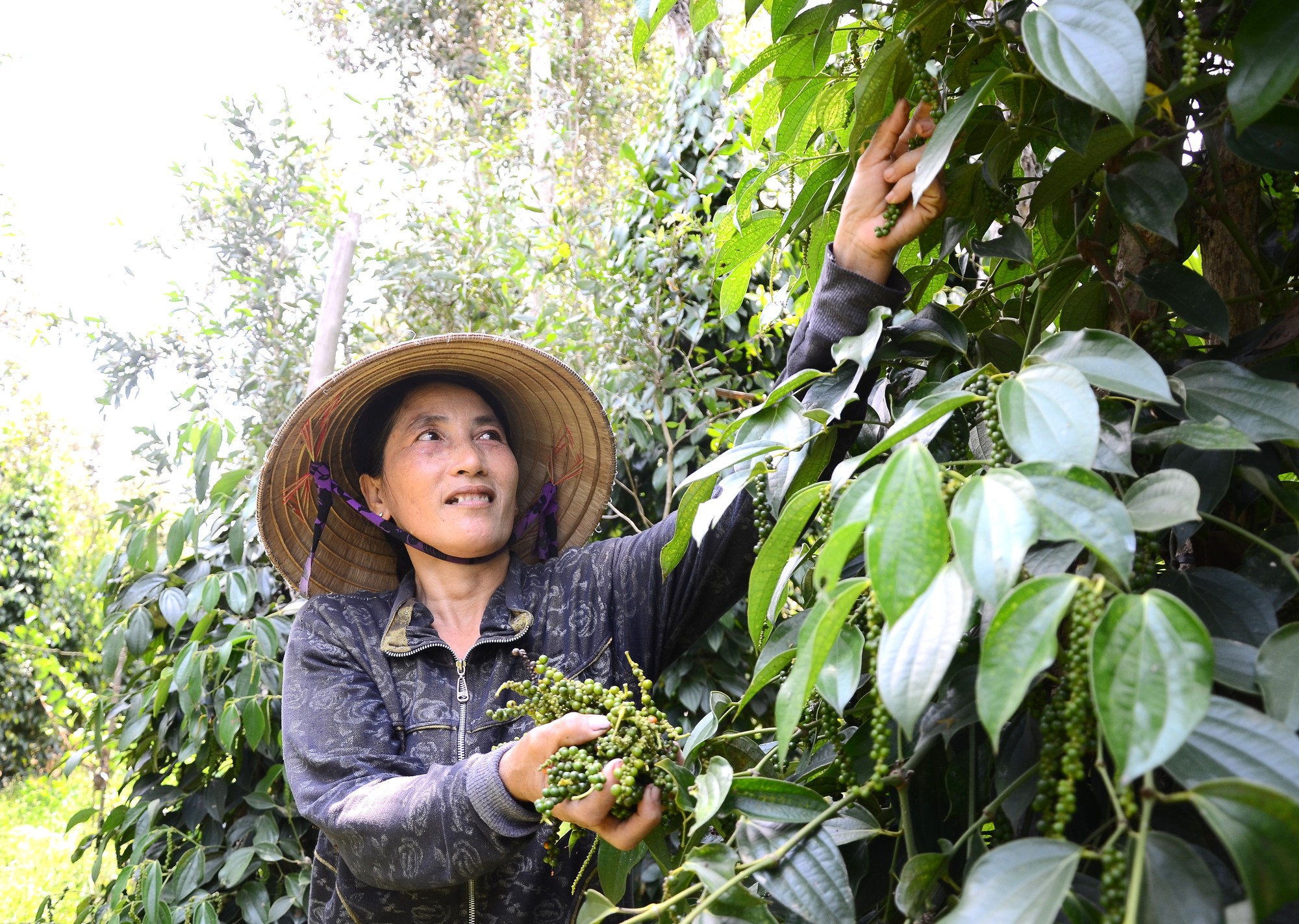 Giá tiêu lao dốc xuống gần 70.000 đồng/kg