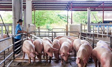 Đà tăng chững lại, giá lợn quay đầu giảm 1.000 đồng/kg