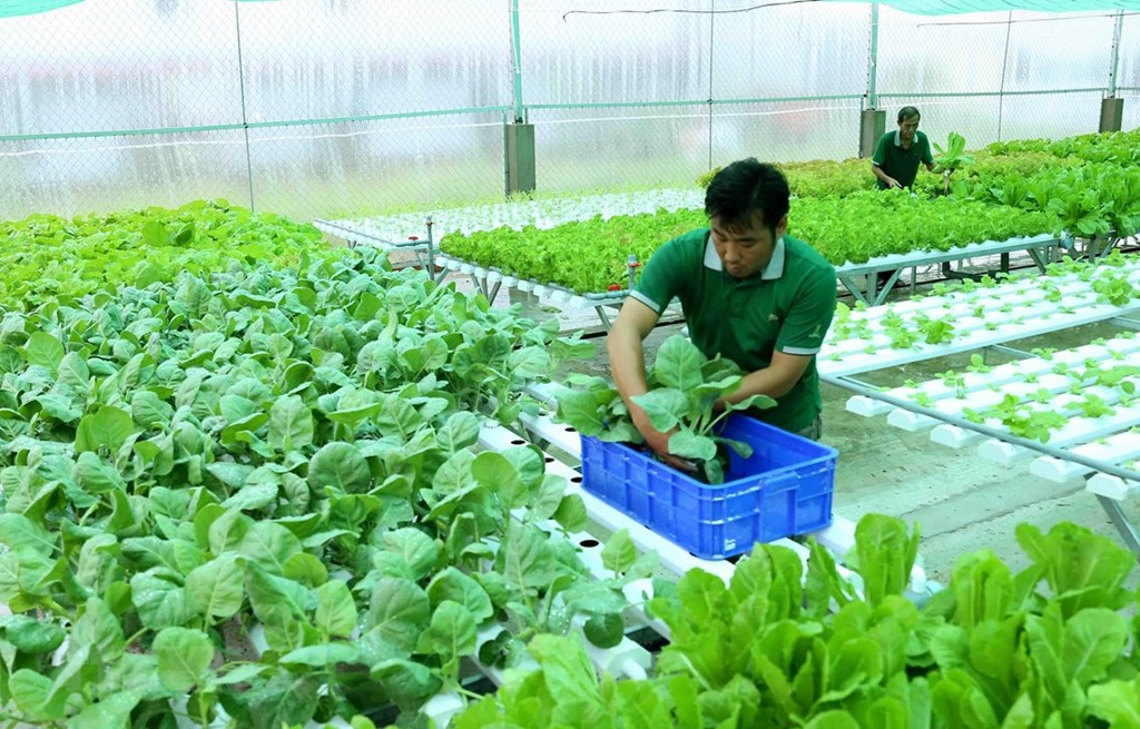 HTX sản xuất bền vững trước cửa hẹp đầu ra