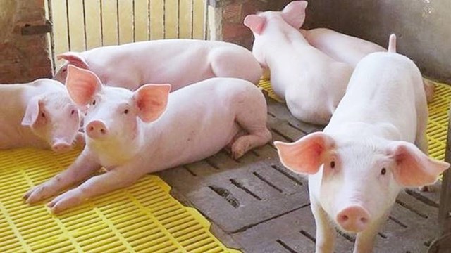 Giá lợn hơi tăng giảm trái chiều, người nuôi tiếp tục hy vọng