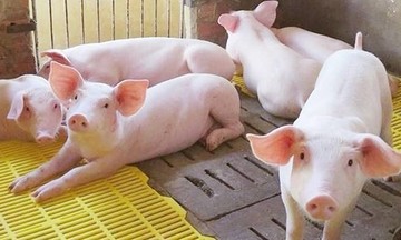 Giá lợn hơi tăng giảm trái chiều, người nuôi tiếp tục hy vọng