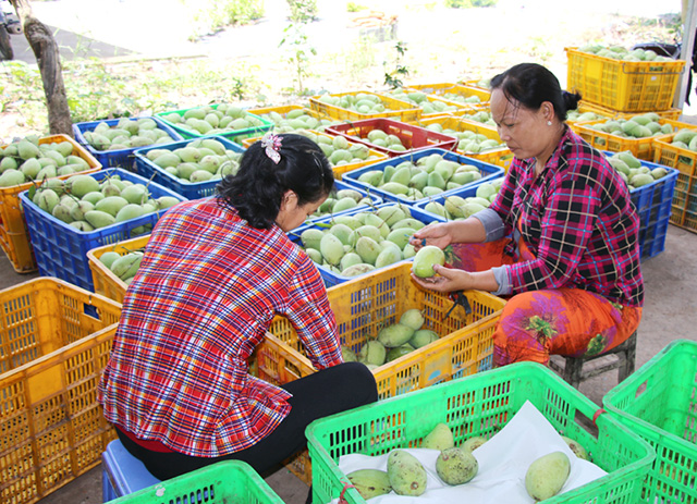 HTX học cách tìm hiểu thị trường của thương nhân Trung Quốc