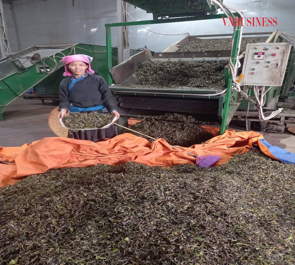 Người Tày đưa nông sản vùng cao xuất khẩu sang châu Âu