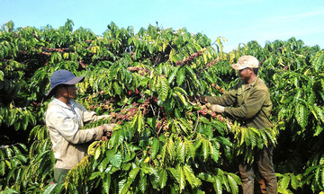 Nông dân Đak Đoa cùng HTX canh tác cà phê bền vững giúp xóa đói giảm nghèo