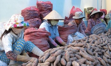 Sầu riêng, khoai lang tím... muốn thâm nhập sâu vào tỉnh đông dân thứ 2 Trung Quốc